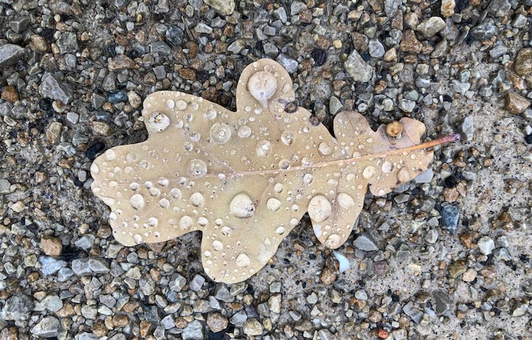 oak-leaf-Treptower-Park