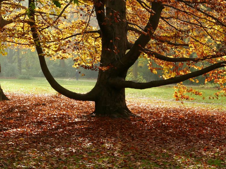 Tiergarten-tree