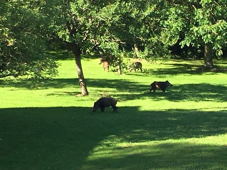 boars-in-the-garden